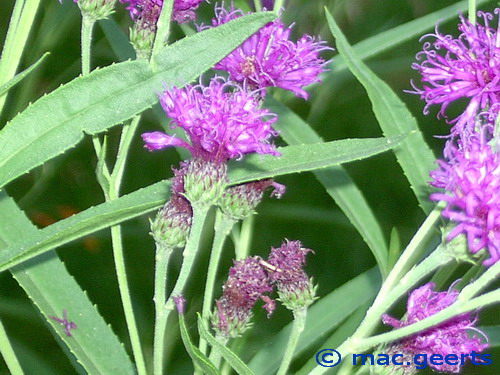 Vernonia Crinita